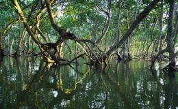 Paduri de mangrove