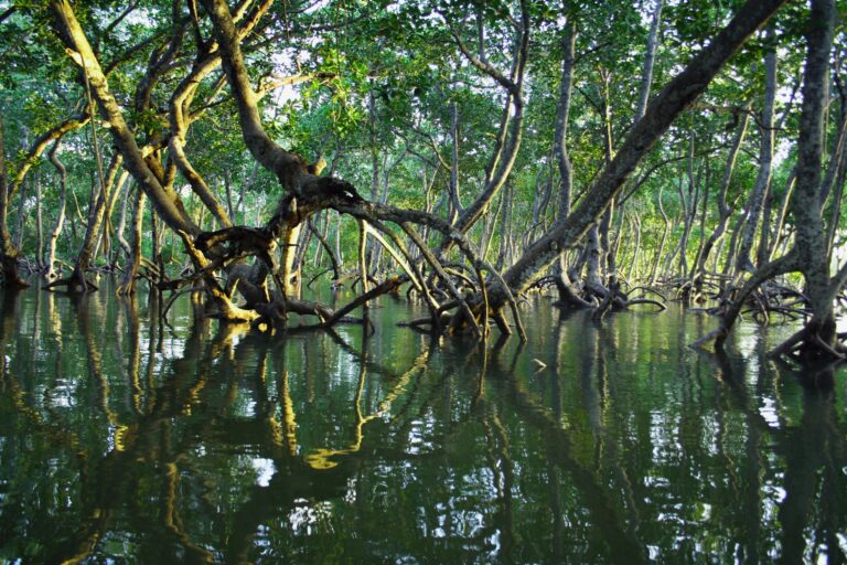 Paduri de mangrove